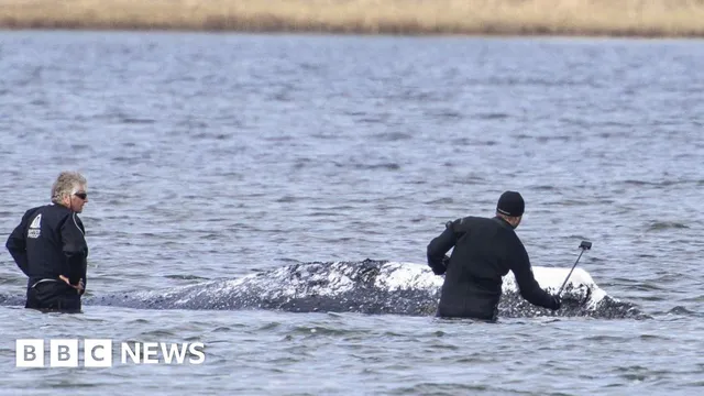 Dead humpback whale towed ashore in Denmark for autopsy