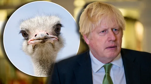Boris Johnson gets pecked by an ostrich during family outing in Texas