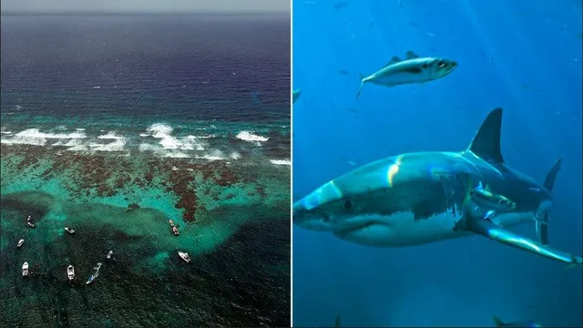 Teenager Attacked by Shark While Swimming