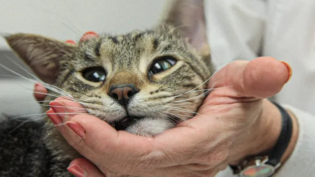 Cat cured of deadly disease through black market drug trade