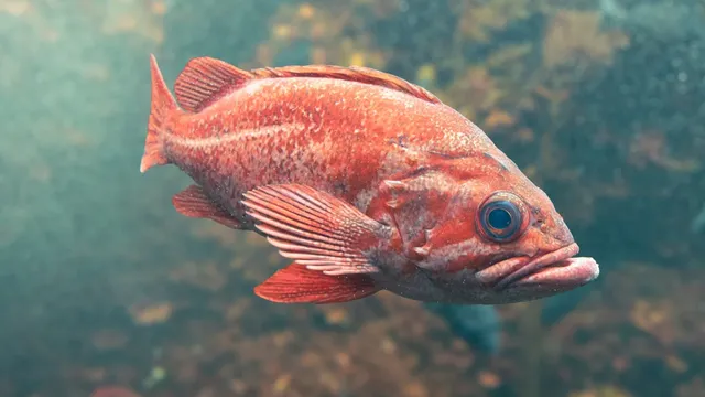Scientists discover variety of fish sounds in Barkley Sound