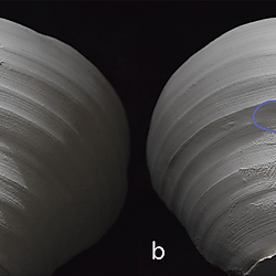 Figure 14. Depressions on experimental material