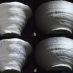 Figure 18. Crests visible on experimental material