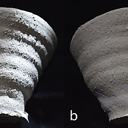 Figure 24. Significant compression folds