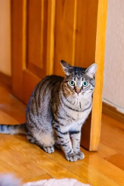 Кот Тео ищет дом — Батуми