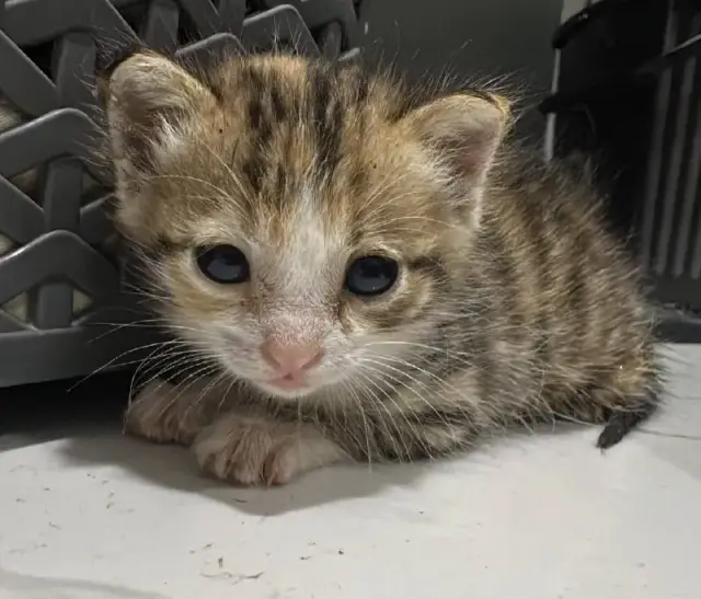 Котенок около месяца — Тбилиси