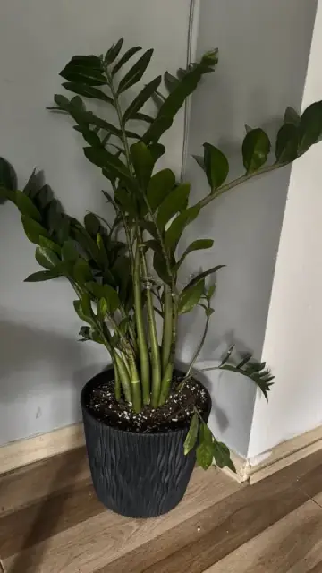 Земиокулькас 95 см — Батуми — 60 ₾
