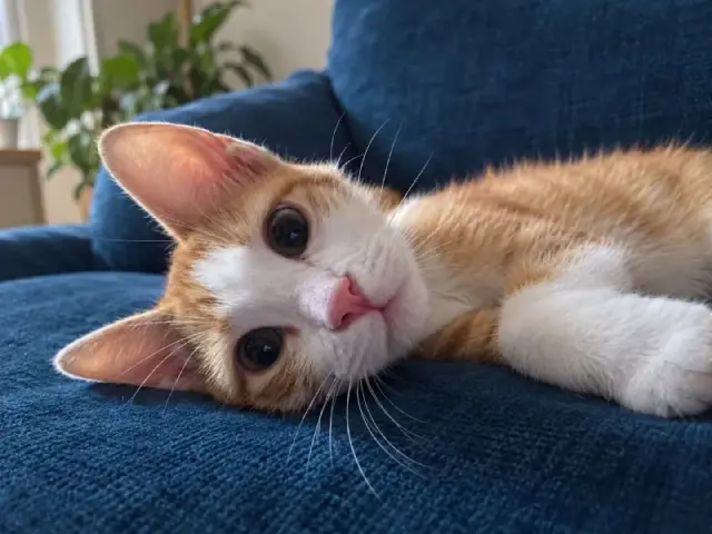 5 месяцев им). — Тбилиси
