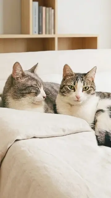 Неразлучные кошки Люси и Шива ищут дом — Батуми