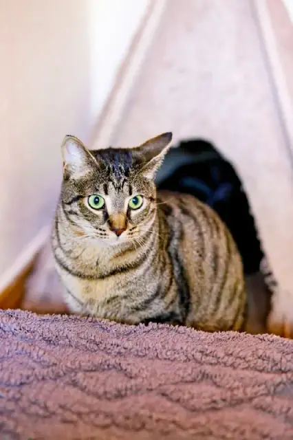 Котик Тео 1.5 года ищет дом — Батуми