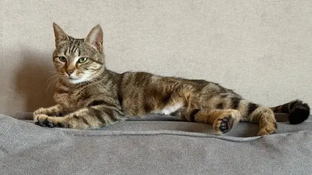 Кошка Лилу ищет дом — Тбилиси