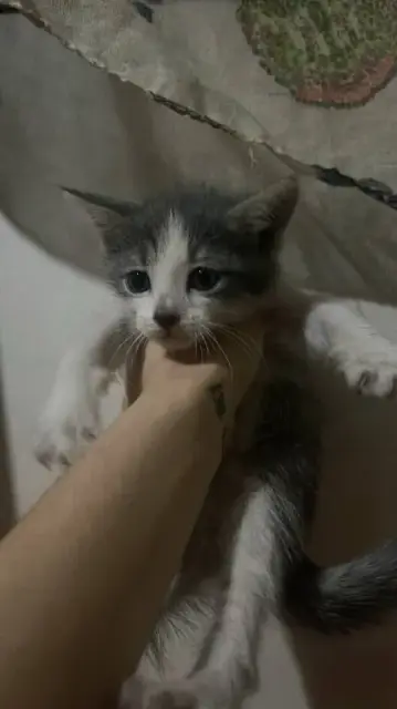 Котята в хорошие руки — Тбилиси
