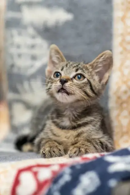 Котёнок Гарри, 3 месяца — Батуми