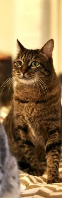 Кошка Соня ищет дом — Батуми