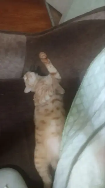 Потерялся котик в районе Бензе — Батуми