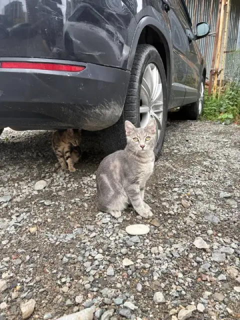 Котик 2-3 месяца ищет дом — Батуми