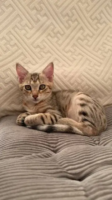 Котёнок Кхалиси ищет дом — Batumi