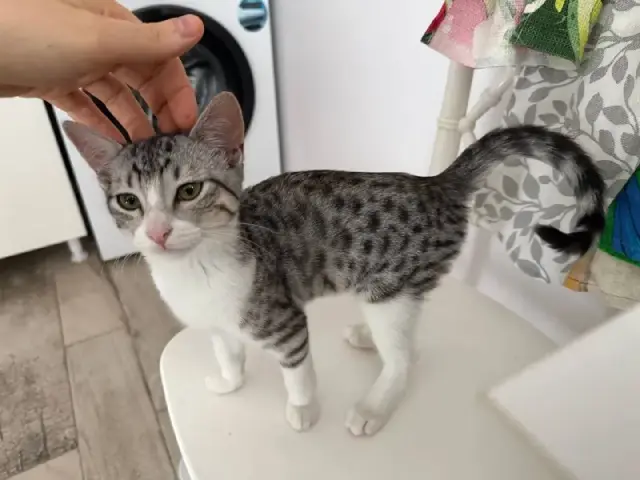 Котосыночек Лео ищет дом — Тбилиси