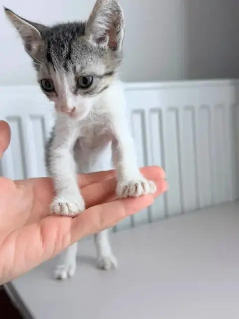 Котята ищут хозяина, бесплатно — Тбилиси