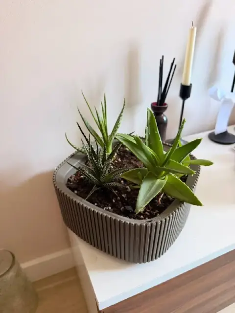 Суккуленты — Батуми — 20 ₾