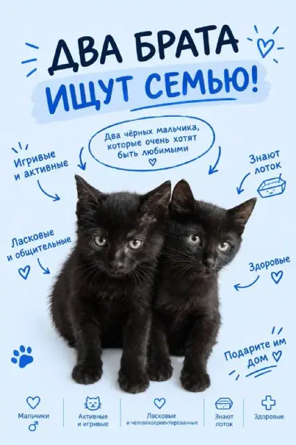 Два черных котенка ищут семью — Batumi