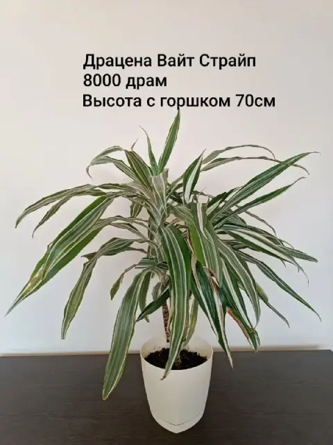 Без названия — Ереван