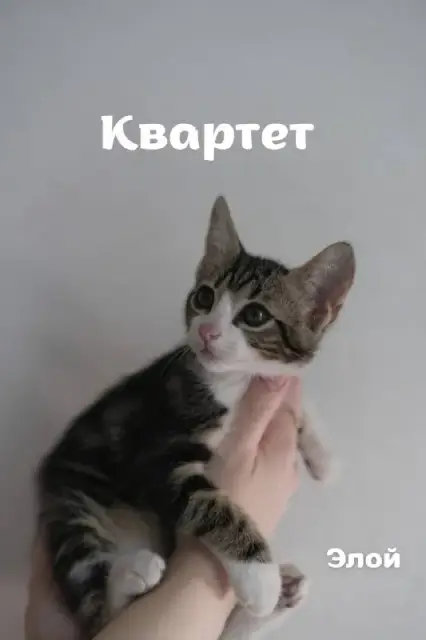 Две кошки 2-2.5 месяца ищут дом — Batumi