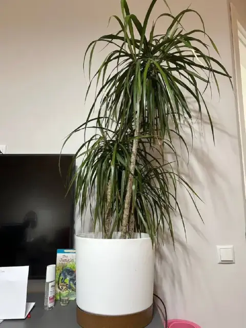 Комнатное растение в горшке — Батуми — 60 ₾
