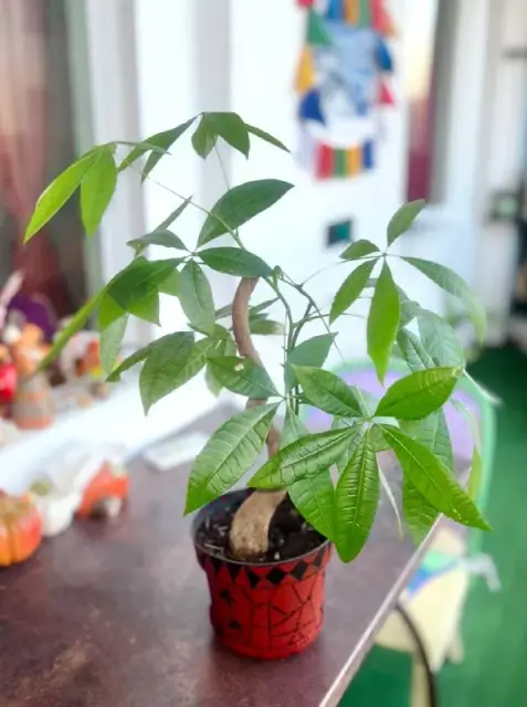 Pachira aquatica — Yerevan — 7,000 ֏
