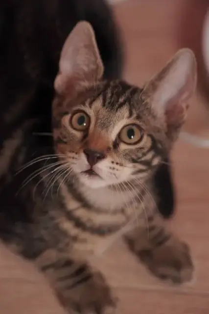 kitten_batumi_tg, чтобы познакомиться с будущей легендой вашего дома 🫶🏻 — Batumi