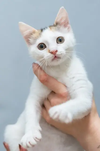 Знакомьтесь, это Лёля! 🐾 — Тбилиси