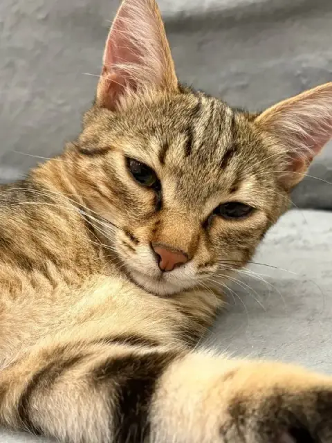 Котёнок Хлоя — Батуми