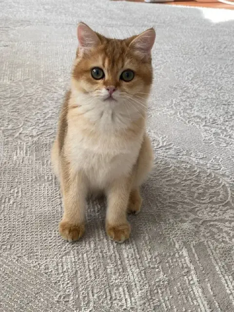 Золотые котята — Стамбул