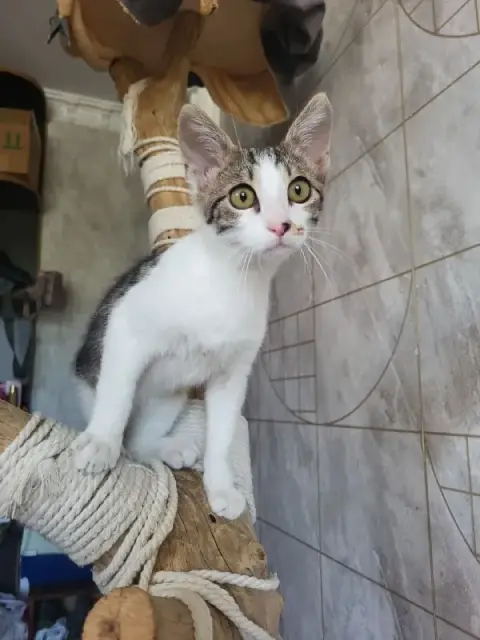 Котенок Космо — Батуми