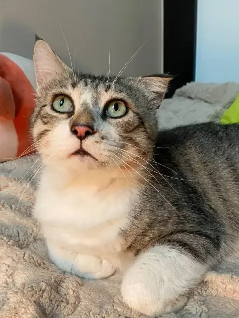 Котик Ломи — Тбилиси