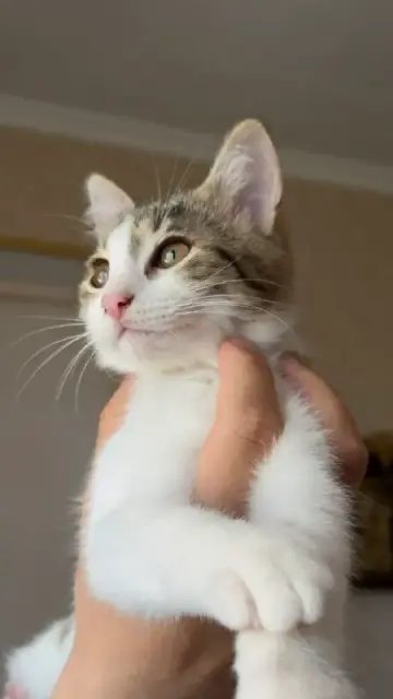 Котята — Тбилиси