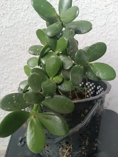 Красивое денежное дерево — толстянка (Crassula ovata) — Батуми — 15 ₾