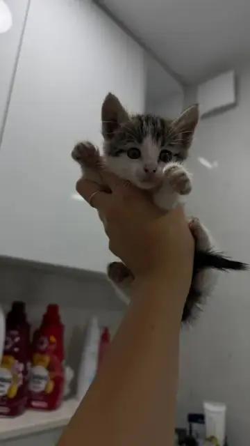 Двух котят — Батуми