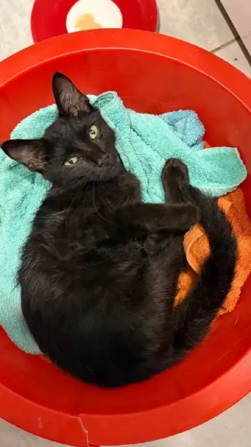 Котёнок — Тбилиси