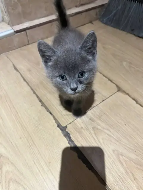 Котенок — Тбилиси
