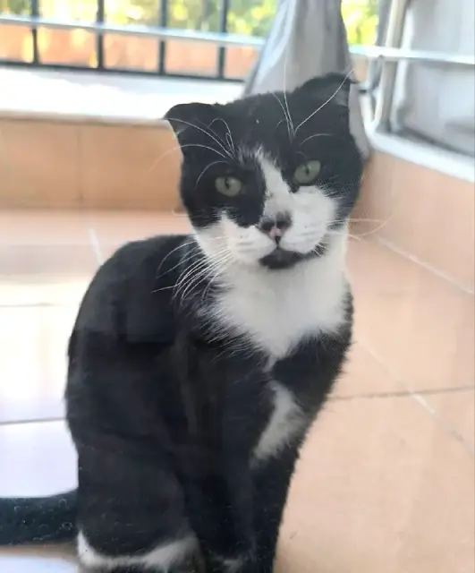 Вислоухий кот — Анталия