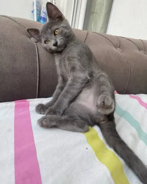 Котенок Сонечка — Анталия