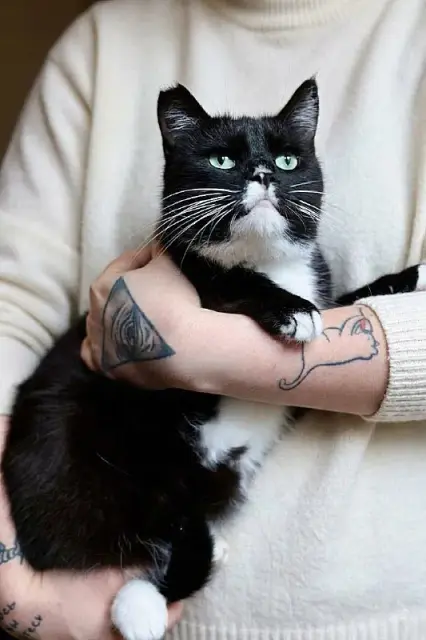 Кошечка Юми — Батуми