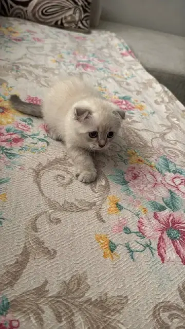Scottish Fold — Стамбул