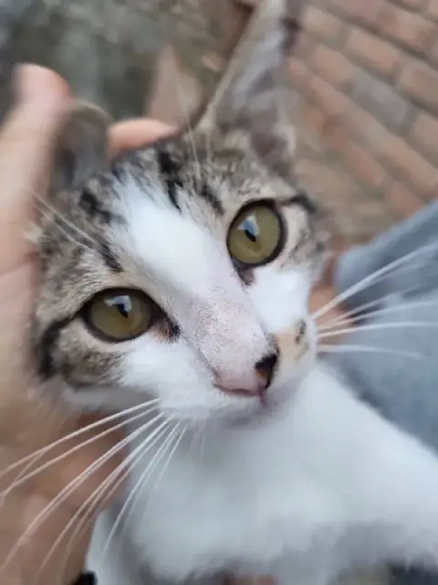 Котенок Космо — Батуми