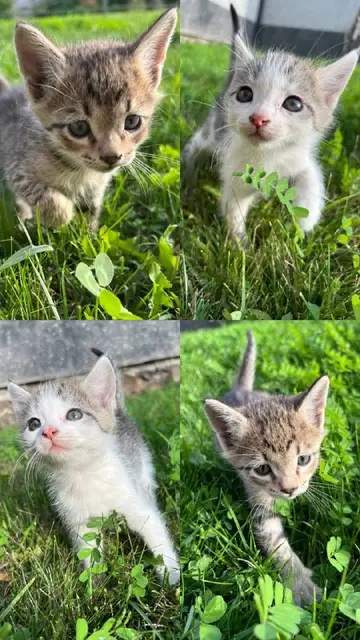 Котята — Ереван