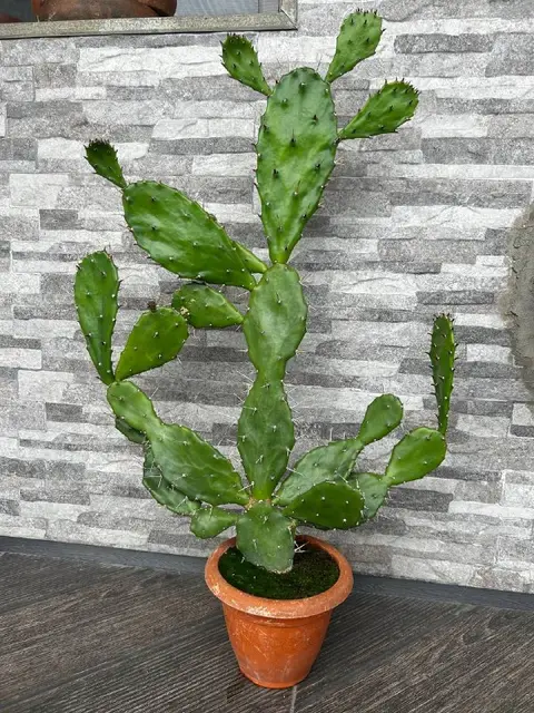 Кактус опунция — Батуми — 30 ₾