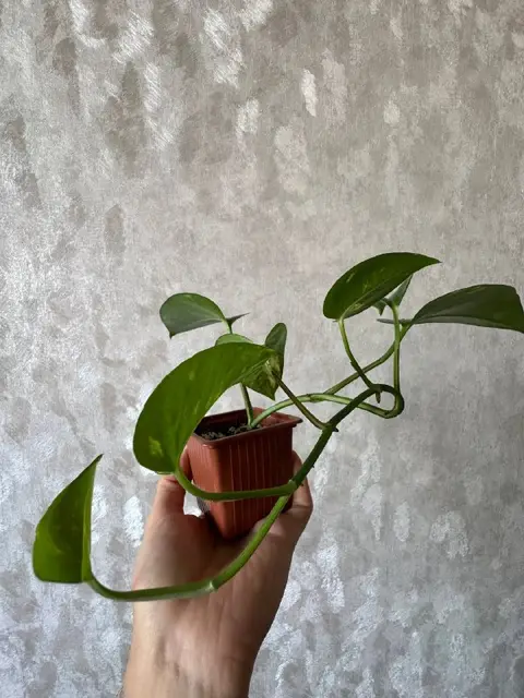 Каланхоэ, Эпипремнум, Алоэ — Тбилиси — 30 ₾