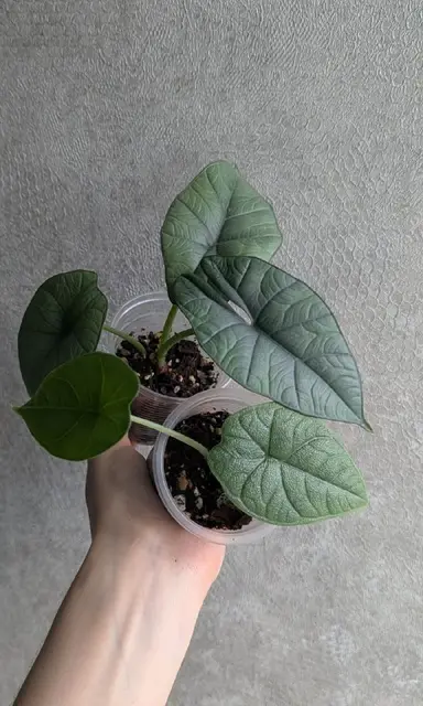 Алоказия бисма — Тбилиси — 25 ₾