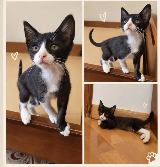 Котёнок — Ереван